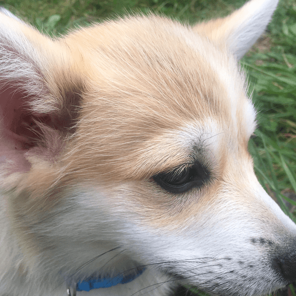 Photo d'un chiot corgi en gros plan