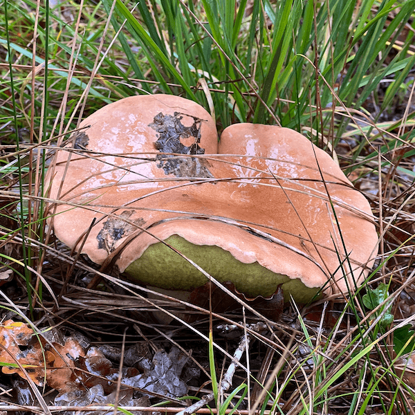 un gros champignon