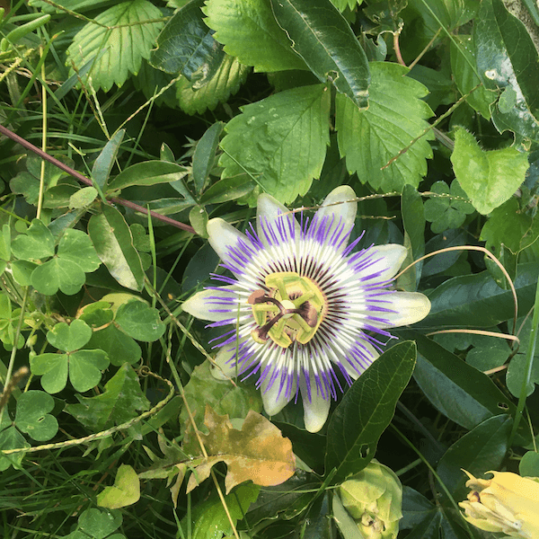 Une fleur dans un parterre