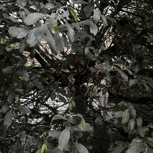 un chien derrière des branchages