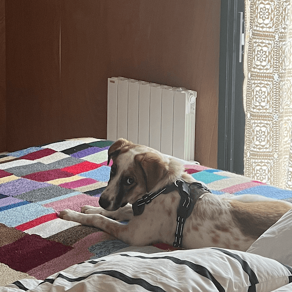 Un chien sur un lit