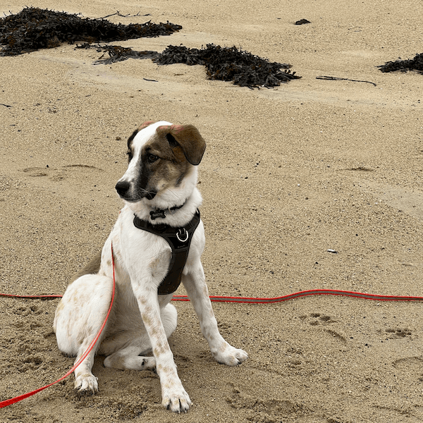 Un chien assis sur la plage