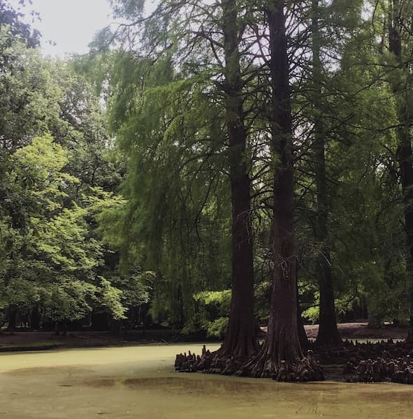 Un arbre au milieu d'une marre dans la forêt de Rambouillet