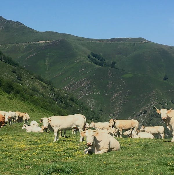 Des vaches basques dans la montagne