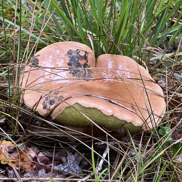 un gros champignon