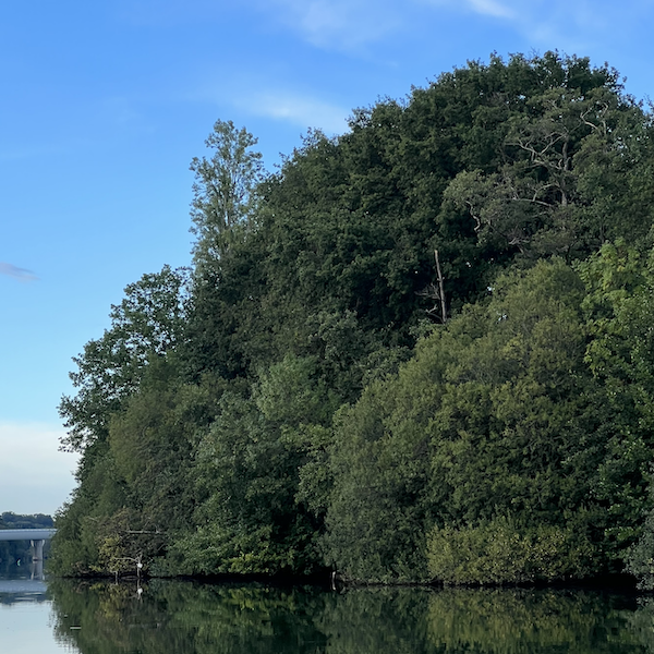 Photo d'un massif d'arbre se réflettant sur l'eau d'une rivière