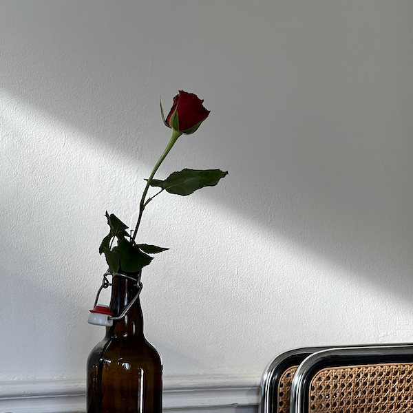 une rose posée dans une bouteille en verre